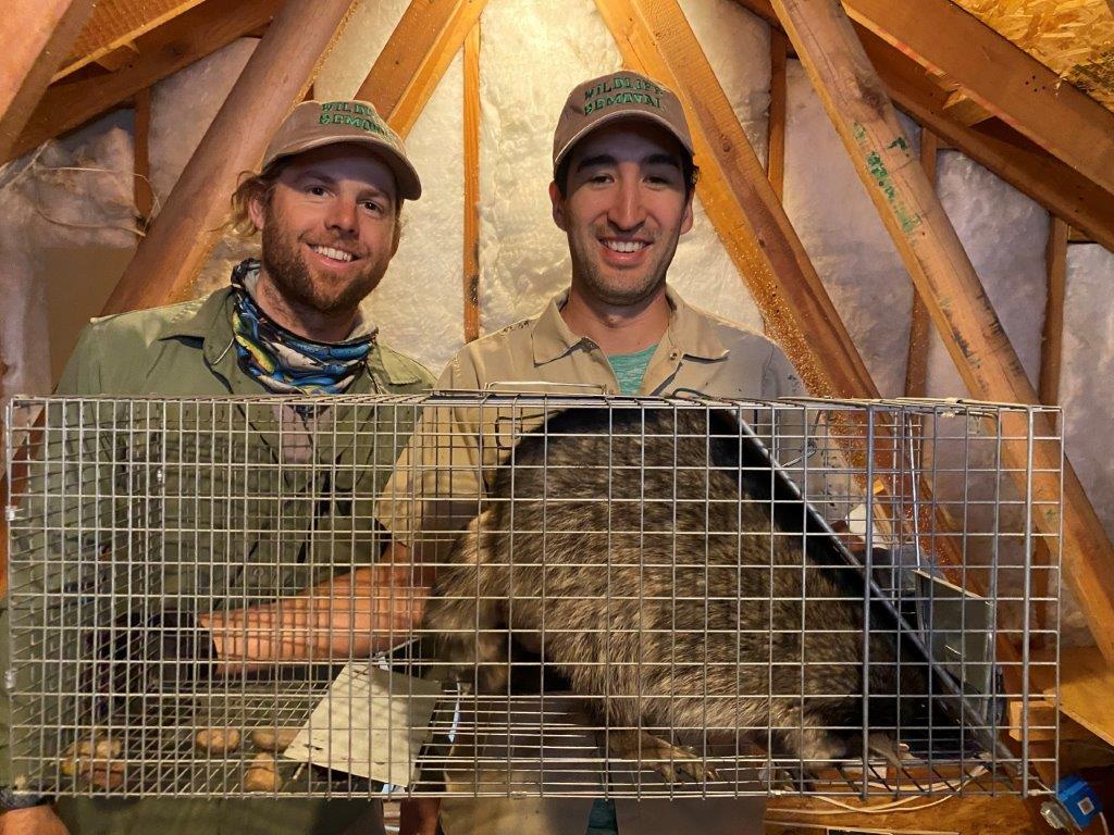 Memphis raccoon trapping